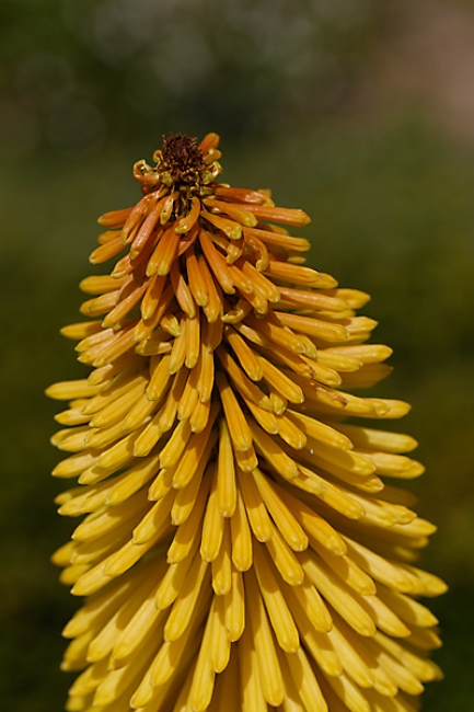 Jardin des Impressionnistes-096